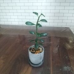 アデニウム 植物