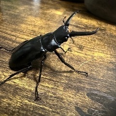 クワガタ【早い者勝ち♪】ギラファノコギリクワガタペア