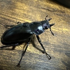 クワガタ【早い者勝ち♪】ギラファノコギリクワガタペアの画像