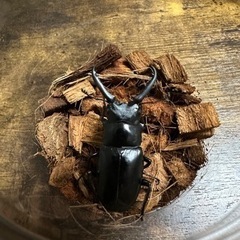 クワガタ【早い者勝ち♪】ギラファノコギリクワガタペアの画像