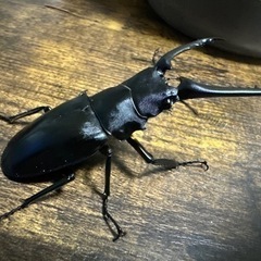 クワガタ【早い者勝ち♪】ギラファノコギリクワガタペア