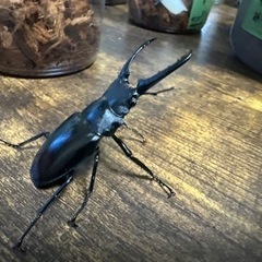 ギラファノコギリクワガタの中古が安い!激安で譲ります・無料で ギラファノコギリクワガタの中古が安い!激安で譲ります・無料で