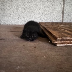 生後1ヶ月前後の多分　雄猫　