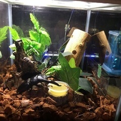 クワガタ【早い者勝ち♪】ギラファノコギリクワガタペアの画像