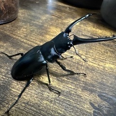 クワガタ【早い者勝ち♪】ギラファノコギリクワガタペア