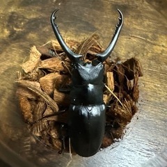 クワガタ【早い者勝ち♪】ギラファノコギリクワガタペアの画像
