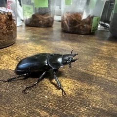 クワガタ【早い者勝ち♪】ギラファノコギリクワガタペアの画像