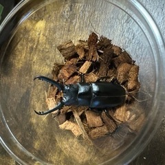 クワガタ【早い者勝ち♪】ギラファノコギリクワガタペアの画像