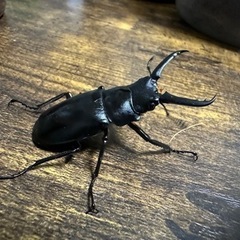 クワガタ【早い者勝ち♪】ギラファノコギリクワガタペア