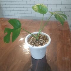 ヒメモンステラ①