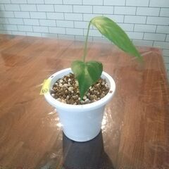 ヒメモンステラ②