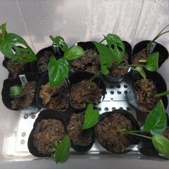 (黒ポット)1ポット300円ㅤマドカズラㅤ観葉植物ㅤ水苔栽培