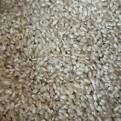 お米 5kg 玄米 キヌヒカリ     取りに来てくれる方におゆ...