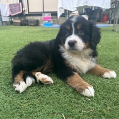 【飼い主様決まりました】バーニーズマウンテンドッグの女の子🤍