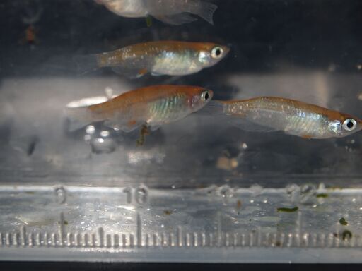 メダカ　ルビー（背びれなし）　若魚　４ペア＋2匹