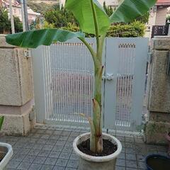 バナナの苗木