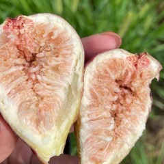 いちじく 訳あり品　無農薬 果実 果物の画像
