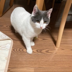 猫ちゃん