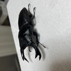 ホペイオオクワガタ ペア本日取引完了で、おまけ多数！の画像