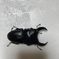 ホペイオオクワガタ ペア本日取引完了で、おまけ多数！の画像
