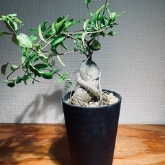海外品種！塊根植物　唯一無二の存在感！うねりのある塊根部