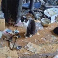 【女性限定】猫達の動物が住んでいるお部屋の片付け