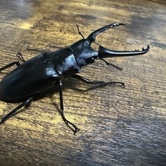 クワガタ【早い者勝ち♪】ギラファノコギリクワガタペア