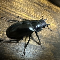 クワガタ【早い者勝ち♪】ギラファノコギリクワガタペアの画像
