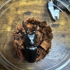 クワガタ【早い者勝ち♪】ギラファノコギリクワガタペアの画像