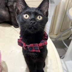 🐈‍⬛黒猫子猫のミオちゃん正式譲渡決定🐈‍⬛