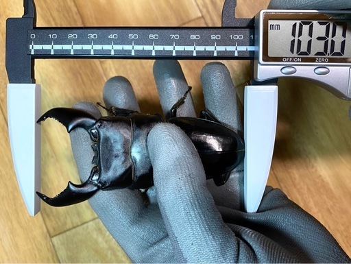 スマトラヒラタ 103mm 大型血統 新成虫トリオ スマトラオオヒラタ