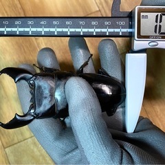 スマトラヒラタ 103mm 大型血統 新成虫トリオ スマトラオオヒラタ の画像