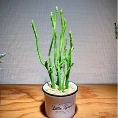 可愛いサンゴのような多肉植物！お世話簡単！デザイン鉢付き