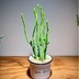 ランキングキーワードに紐づく投稿画像-観葉植物