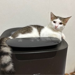 遊び大好き子猫