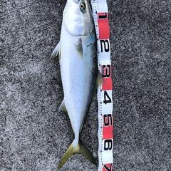釣り仲間募集