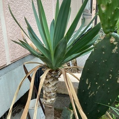ユッカ　グロリオサ