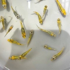 めだか/メダカ/販売/激安/対面の画像
