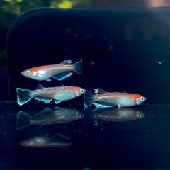 めだか/メダカ/販売/激安/対面の画像