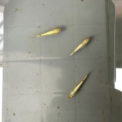 めだか/メダカ/販売/激安/対面の画像