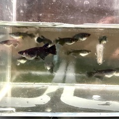 めだか/メダカ/販売/激安/対面の画像