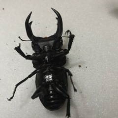 オオクワガタ　　　　　能勢YG