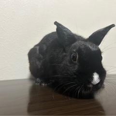 黒うさぎ2匹