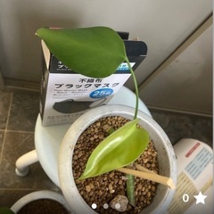 斑入りモンステラボルシギアナ③