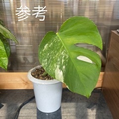 斑入りモンステラボルシギアナ①
の画像