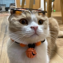 スコティッシュフォールド