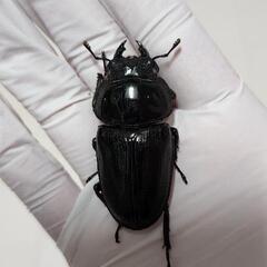 即ブリ　元木ホワイトアイトリオの画像