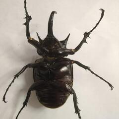 マルスゾウカブト　♂単体　102ミリの画像