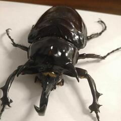 マルスゾウカブト　♂単体　102ミリの画像