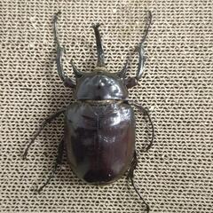 マルスゾウカブト　♂単体　102ミリの画像